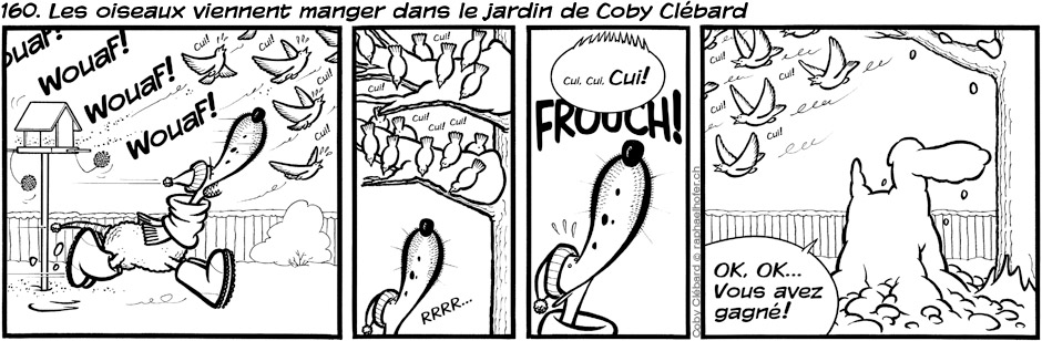 160. Les oiseaux viennent manger dans le jardin de Coby Clébard